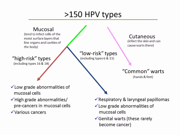 Diagrama que muestra los tipos de VPH por categoría.