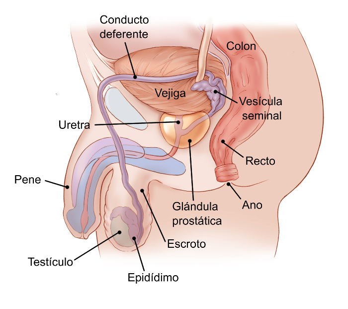 Illustration showing side view of the male pelvic area including the bladder, colon, seminal vesicle, rectum, anus, prostate gland, scrotum, epididymis, testicles, penis, urethra, vas deferens