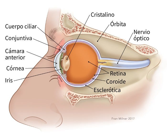 illustration showing parts of the eye including the conjunctiva, anterior chamber, cornea, lens, iris, ciliary body, orbit, optic nerve, chorid, retina and sclera