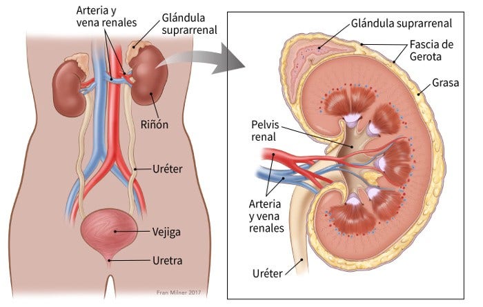 illustration showing the kidneys in relation to the renal artery and vein, adrenal gland, ureter, bladder and urethra with a window showing greater detail including adrenal gland, gerota's fascia, renal pelvis, renal artery and vein, ureter and fat