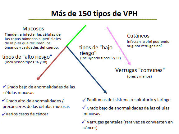 hpv types diagram spanish