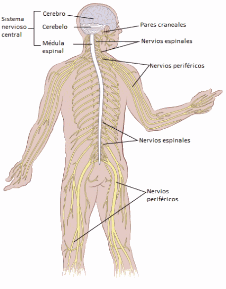illustration showing the location of the cranial nerves, spinal nerves, central nervous system, peripheral nerves